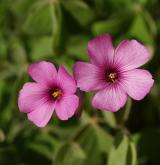 šťavel cibulkatý <i>(Oxalis debilis)</i> / Květ/Květenství