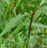 dvouzubec nicí <i>(Bidens cernuus)</i>