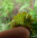 dvouzubec nicí <i>(Bidens cernuus)</i> / Květ/Květenství