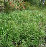 dvouzubec nicí <i>(Bidens cernuus)</i>