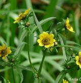 dvouzubec nicí <i>(Bidens cernuus)</i> / Květ/Květenství