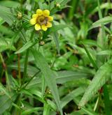 dvouzubec nicí <i>(Bidens cernuus)</i> / Květ/Květenství