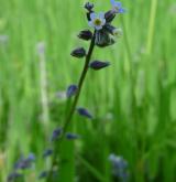 pomněnka různobarvá <i>(Myosotis discolor)</i> / Květ/Květenství