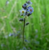 pomněnka různobarvá <i>(Myosotis discolor)</i> / Květ/Květenství