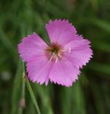hvozdík lesní <i>(Dianthus sylvaticus)</i> / Květ/Květenství