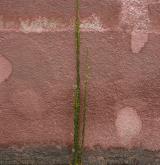 huseník hajní <i>(Arabis nemorensis)</i> / Habitus