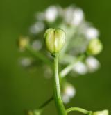 nahoprutka písečná <i>(Teesdalia nudicaulis)</i> / Plod