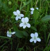 violka nízká <i>(Viola pumila)</i> / Habitus