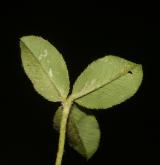 jetel jahodnatý <i>(Trifolium fragiferum)</i> / List