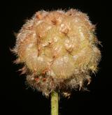 jetel jahodnatý <i>(Trifolium fragiferum)</i> / Plod