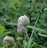 jetel jahodnatý <i>(Trifolium fragiferum)</i> / Habitus