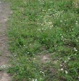 Jednoletá sešlapávaná vegetace suchých stanovišť <i>(Coronopodo-Polygonion arenastri)</i> / Porost