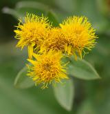 oman německý <i>(Inula germanica)</i> / Květ/Květenství
