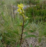zlatobýl obecný <i>(Solidago virgaurea)</i> / Habitus