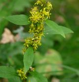 zlatobýl obecný <i>(Solidago virgaurea)</i> / Květ/Květenství