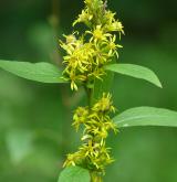 zlatobýl obecný <i>(Solidago virgaurea)</i> / Květ/Květenství