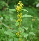 zlatobýl obecný <i>(Solidago virgaurea)</i> / Habitus