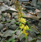 zlatobýl obecný <i>(Solidago virgaurea)</i> / Habitus