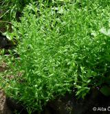 ptačinec mokřadní <i>(Stellaria alsine)</i> / Detail porostu