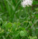 žluťucha orlíčkolistá <i>(Thalictrum aquilegiifolium)</i> / Habitus