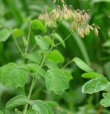 žluťucha orlíčkolistá <i>(Thalictrum aquilegiifolium)</i> / Habitus