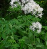 žluťucha orlíčkolistá <i>(Thalictrum aquilegiifolium)</i> / Habitus