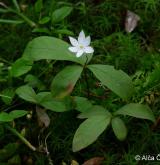 sedmikvítek evropský <i>(Trientalis europaea)</i> / Habitus