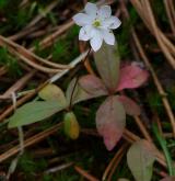 sedmikvítek evropský <i>(Trientalis europaea)</i> / Habitus