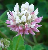 jetel zvrhlý <i>(Trifolium hybridum)</i> / Květ/Květenství