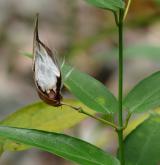 tolita lékařská <i>(Vincetoxicum hirundinaria)</i> / Plod