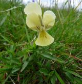 violka žlutá <i>(Viola lutea)</i> / Habitus
