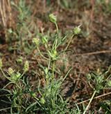 jitrocel písečný <i>(Plantago arenaria)</i> / Habitus