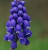 modřenec arménský <i>(Muscari armeniacum)</i> / Květ/Květenství