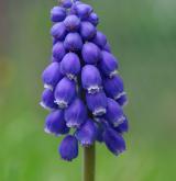 modřenec arménský <i>(Muscari armeniacum)</i> / Květ/Květenství