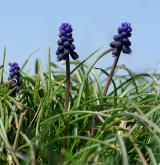 modřenec hroznatý <i>(Muscari neglectum)</i> / Habitus