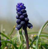 modřenec hroznatý <i>(Muscari neglectum)</i> / Květ/Květenství