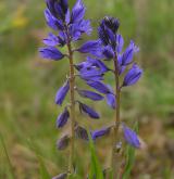 vítod obecný <i>(Polygala vulgaris)</i>