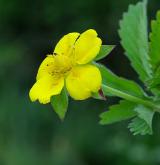 mochna plazivá <i>(Potentilla reptans)</i> / Květ/Květenství