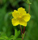 mochna plazivá <i>(Potentilla reptans)</i> / Květ/Květenství