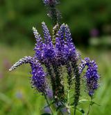rozrazil dlouholistý <i>(Pseudolysimachion maritimum)</i> / Květ/Květenství