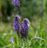 rozrazil dlouholistý <i>(Pseudolysimachion maritimum)</i> / Květ/Květenství