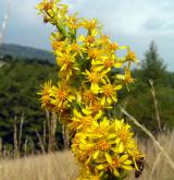 zlatobýl obecný <i>(Solidago virgaurea)</i> / Květ/Květenství