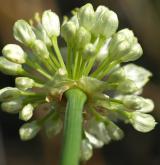 česnek hadí <i>(Allium victorialis)</i> / Květ/Květenství