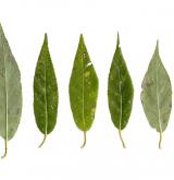 vrba křehká <i>(Salix euxina)</i> / List