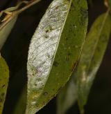 vrba křehká <i>(Salix euxina)</i> / List