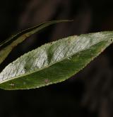 vrba křehká <i>(Salix euxina)</i> / List