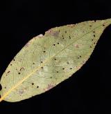 vrba křehká <i>(Salix euxina)</i> / List