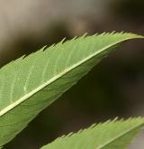 jeřáb pomíchaný <i>(Sorbus commixta)</i> / List