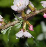 třešeň položená <i>(Prunus prostrata)</i> / Květ/Květenství