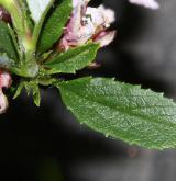 třešeň položená <i>(Prunus prostrata)</i> / List